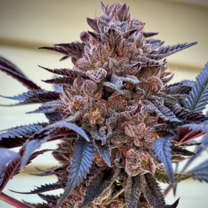 Slush Mint Cake Seeds by Dutch Passion