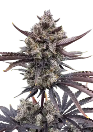 Banana Purple Punch RF3 Auto Seeds by Fast Buds