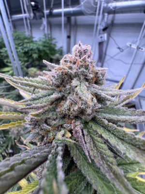 Cherry Cola RF3 Auto Seeds by Fast Buds