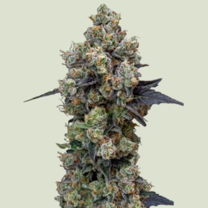 Orbital Banana F1 Seeds by Royal Queen Seeds