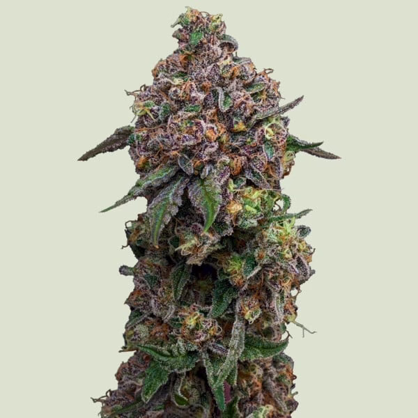 Cosmic Cheddar F1 Seeds by Royal Queen Seeds