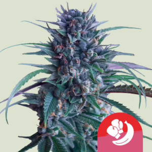 Banana Brawler Seeds by Royal Queen Seeds