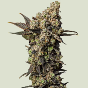 Astro Lemonade F1 Seeds by Royal Queen Seeds