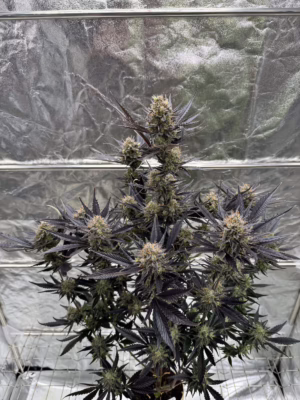 Guava RF3 Auto Seeds by Fast Buds