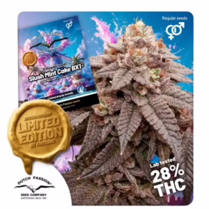 Slush Mint Cake BX1 Regular Seeds by Dutch Passion