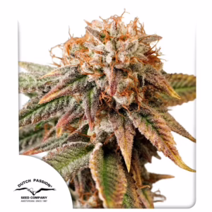 Kingston Punch Auto Seeds by Dutch Passion