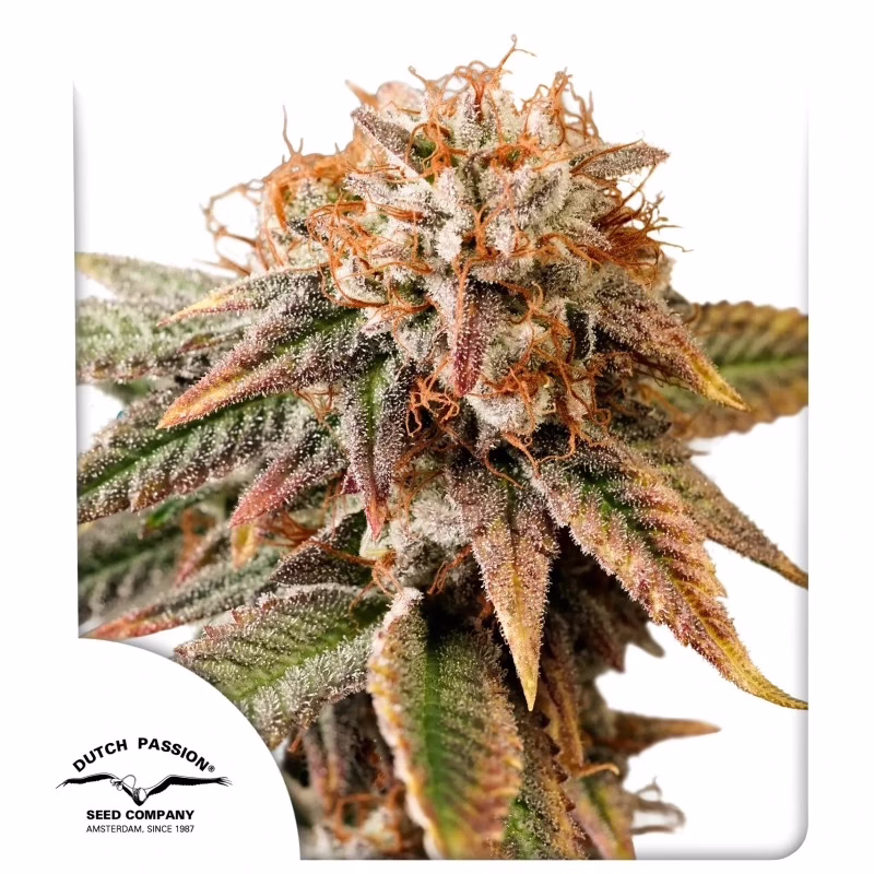 Kingston Punch Auto Seeds by Dutch Passion