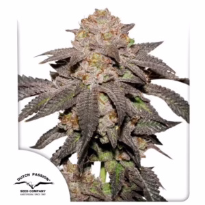 Kingston Punch Seeds by Dutch Passion