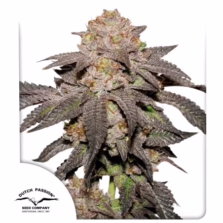 Kingston Punch Seeds by Dutch Passion