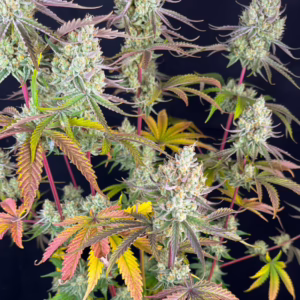 Fruit Bomb Punch Seeds by Dutch Passion
