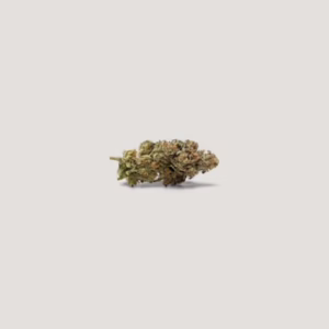 Papaya Plum Auto Seeds by Purple City Genetics