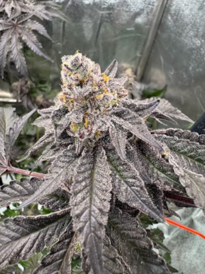 Gary Sherbet Seeds by Fast Buds