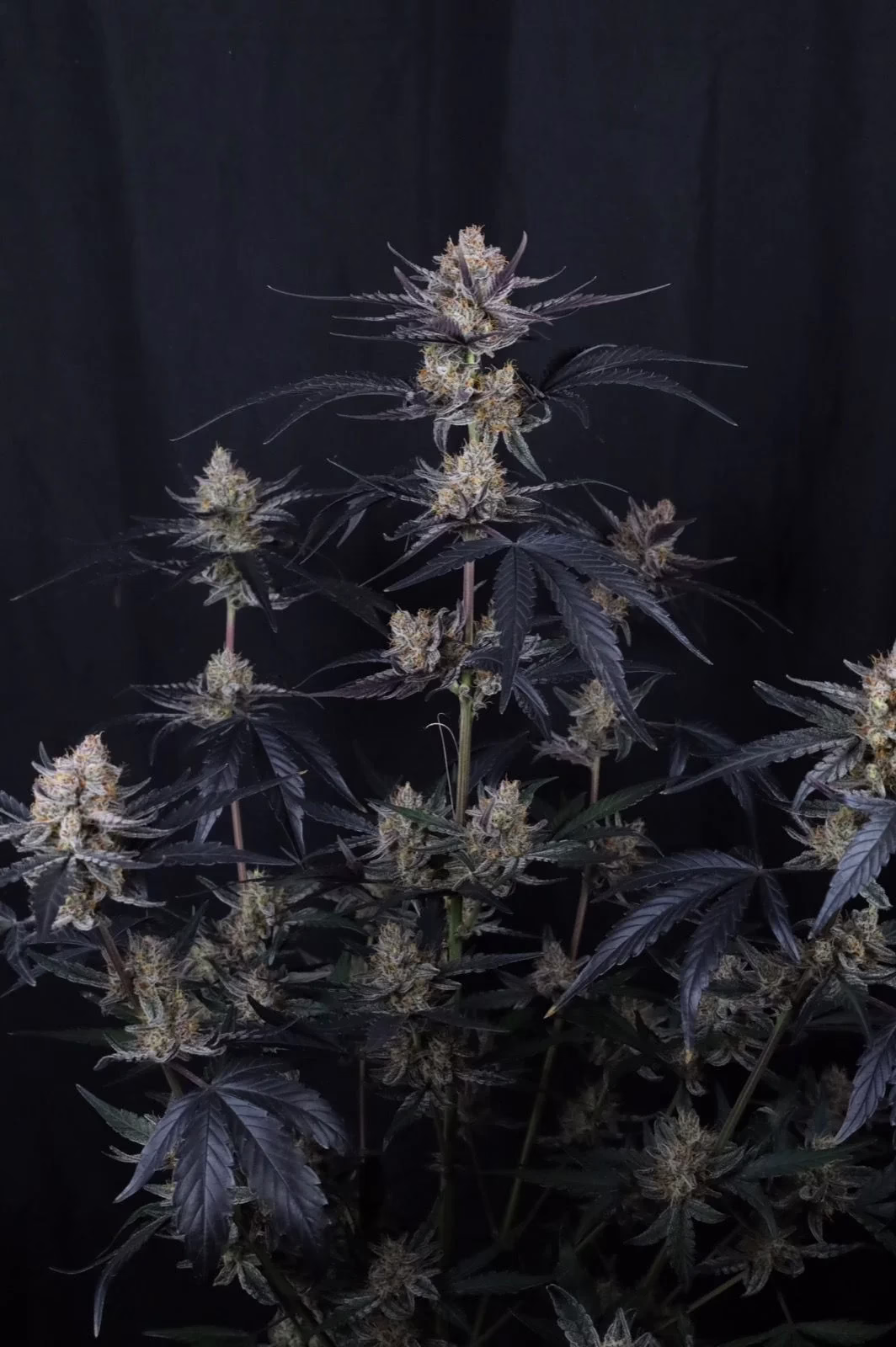Guava Runtz Auto Seeds by Fast Buds