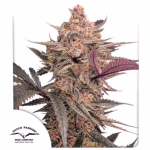 Blue Applez Seeds by Dutch Passion