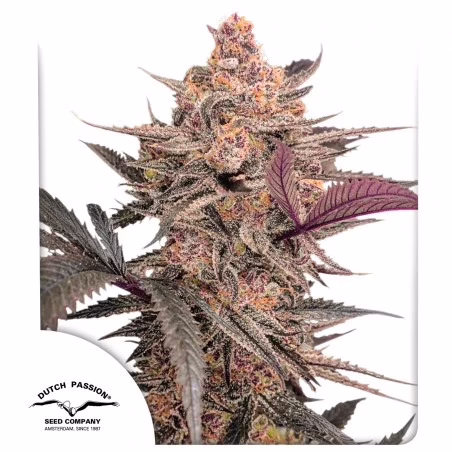 Blue Applez Seeds by Dutch Passion