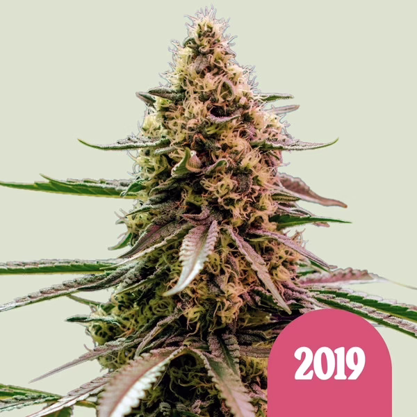 The 2019 Seeds by Royal Queen Seeds