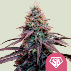 Super Boof Seeds by Royal Queen Seeds