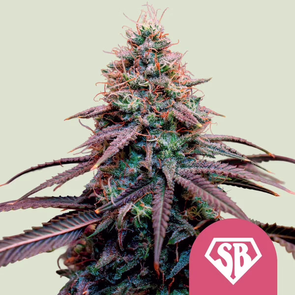 Super Boof Seeds by Royal Queen Seeds