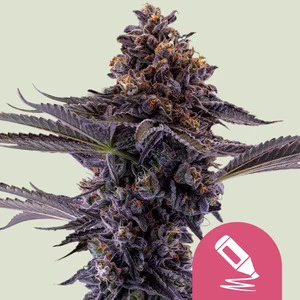 Permanent Marker Seeds by Royal Queen Seeds