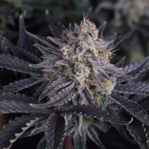 Mendo Frost Auto Seeds by Fast Buds