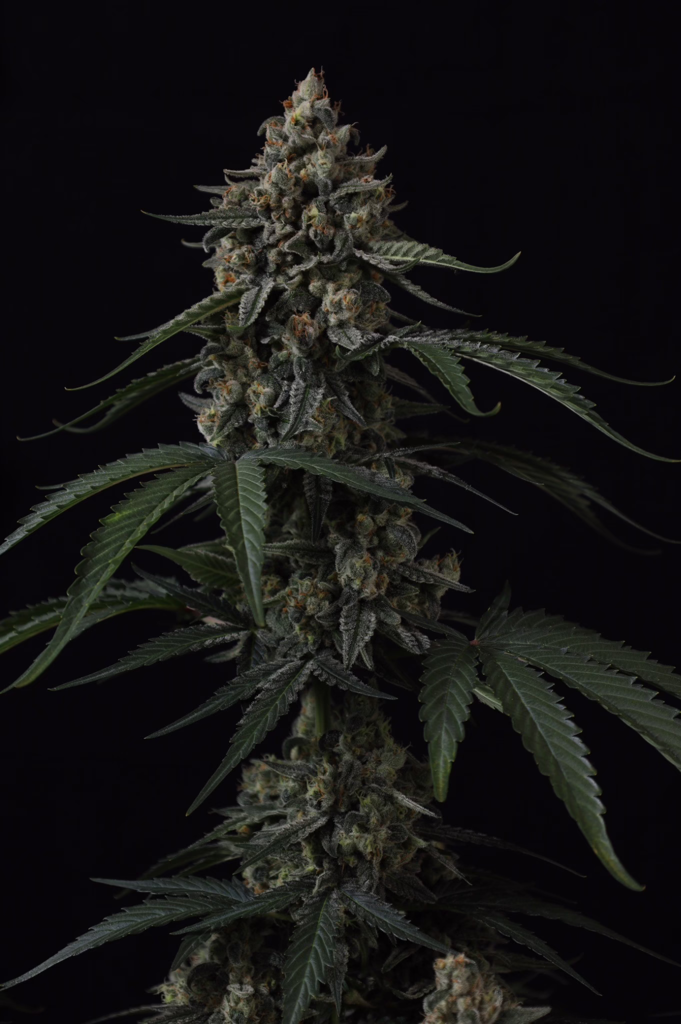 Banana Cherry Cookies Auto Seeds by Fast Buds