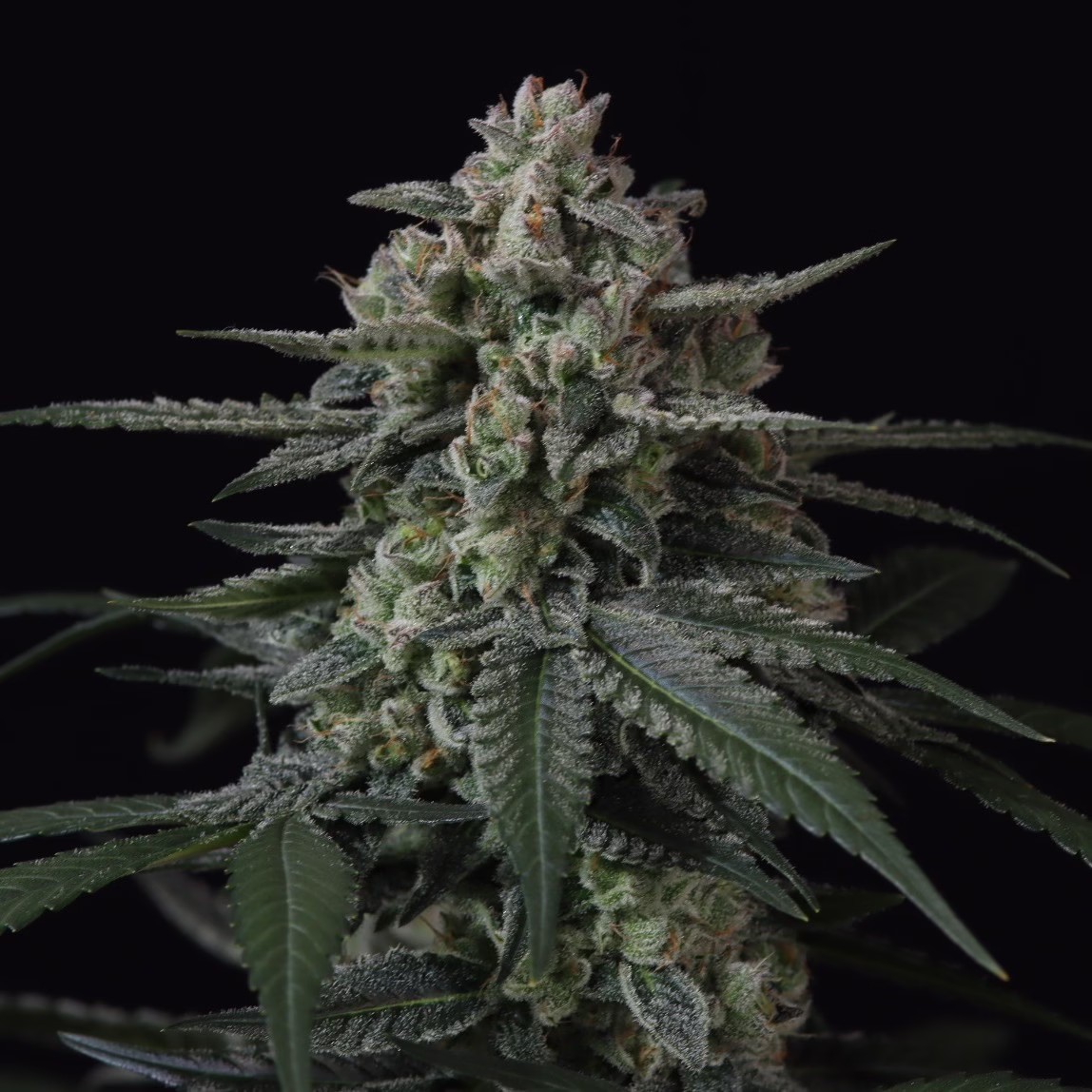 Banana Frost Auto Seeds by Fast Buds