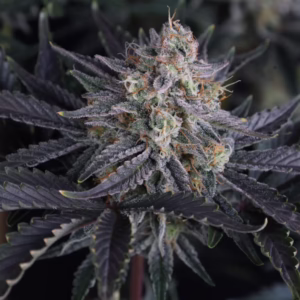 Mango Frost Auto Seeds by Fast Buds
