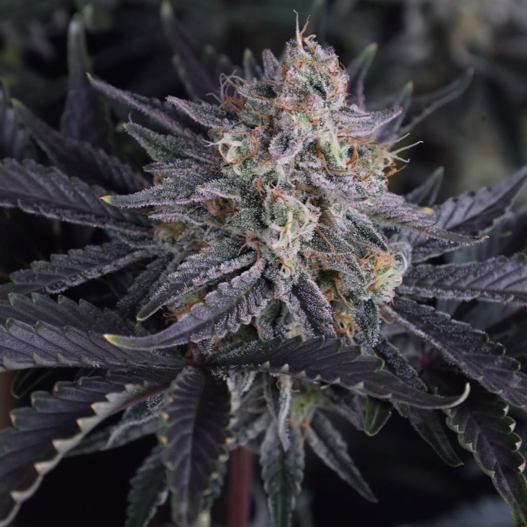 Mango Frost Auto Seeds by Fast Buds