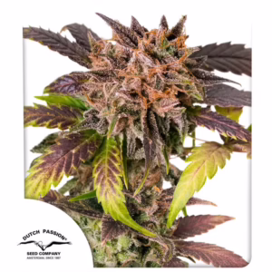 GrapefruitZ Auto Seeds by Dutch Passion