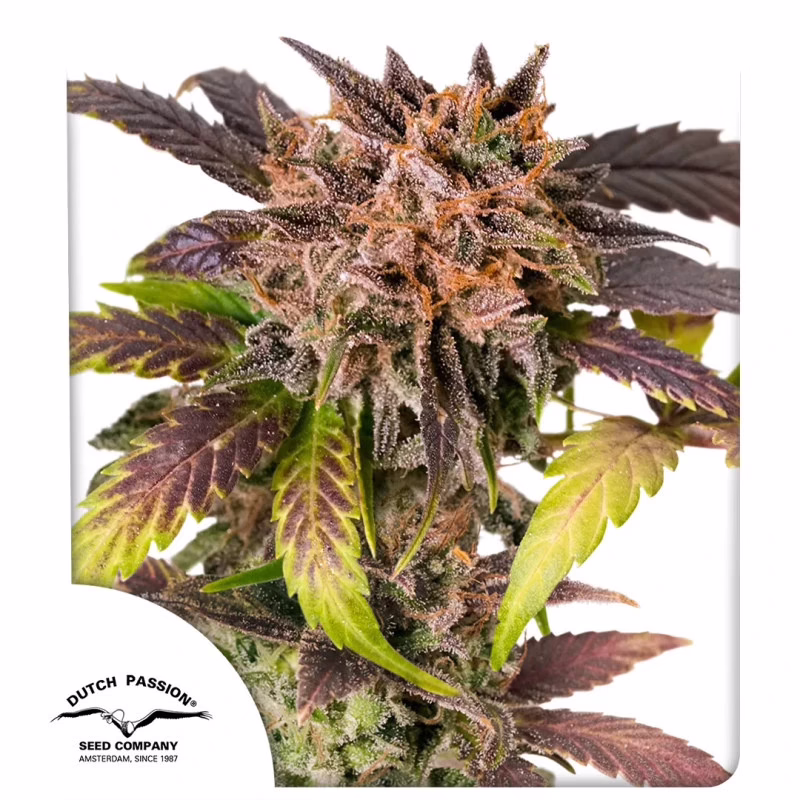 GrapefruitZ Auto Seeds by Dutch Passion