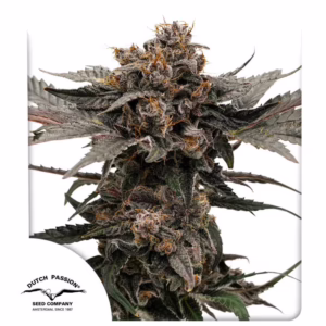 Slush Mint Cake Auto Seeds by Dutch Passion