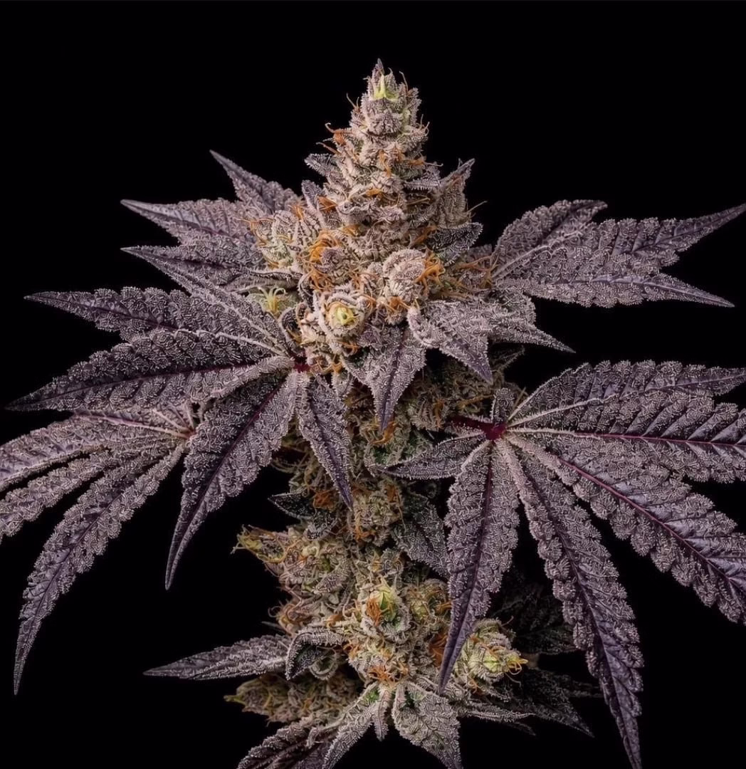 Toad Candy R1 Seeds by Ethos Genetics