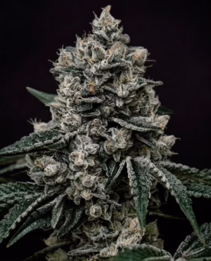 Lemon Gelato R1 Seeds by Ethos Genetics