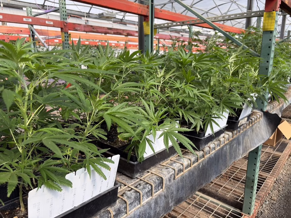 Rows of potted cannabis clones on greenhouse benches