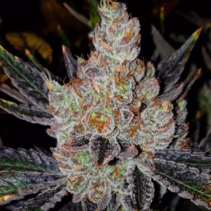 10th Planet R1 feminized cannabis seeds by Ethos Genetics, Planet of the Grapes R1 x Quattro Kush (Pluto cut), 5-pack