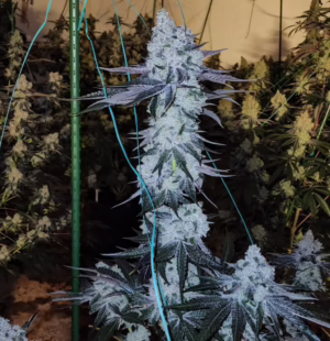 All The Sauces R1 feminized cannabis seeds by Ethos Genetics, Original Zkittlez x Wrank, 5-pack