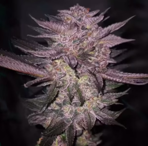 Atomic Fuego R1 feminized cannabis seeds by Ethos Genetics, Funky Fuego #7 x Martian Candy OG, 5-pack