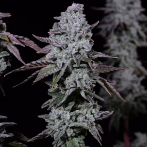 Banana Daddy IBL Auto autoflower cannabis seeds by Ethos Genetics, Banana Daddy IBL, 6-pack