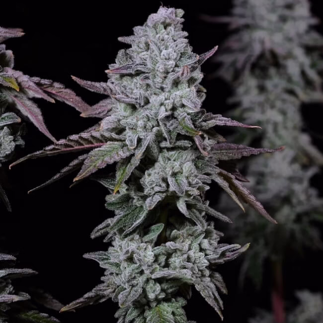 Banana Daddy IBL Auto autoflower cannabis seeds by Ethos Genetics, Banana Daddy IBL, 6-pack