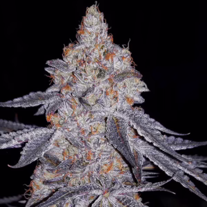Banana Daddy R1 feminized cannabis seeds by Ethos Genetics, Grand Daddy Purple x Banana Hammock R1, 5-pack
