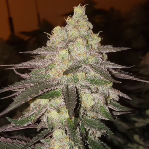 Banana Daddy RBX2 Auto autoflower cannabis seeds by Ethos Genetics, Banana Hammock Auto x Grand Daddy Purple, 6-pack
