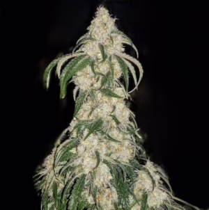 Big Fat N' Fruity feminized cannabis seeds by Ethos Genetics, Big Grapefruit x Original Z Cut, 5-pack
