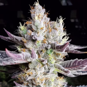 BooBerry Cookies RBX feminized cannabis seeds by Ethos Genetics, Blueberry Cookies x End Game #3, 5-pack
