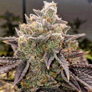 Bubble Gummy Auto autoflower cannabis seeds by Ethos Genetics, Gummies x Lilac Diesel Auto F4, 6-pack