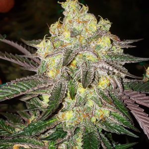 Candy Store RBX feminized cannabis seeds by Ethos Genetics, Lemon Berry Candy OG x Ethos Cookies #16, 5-pack