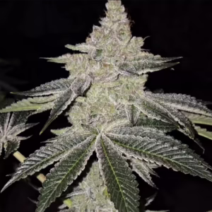 Chama R1 feminized cannabis seeds by Ethos Genetics, Lemon Cherry Pie x Martian Candy OG, 5-pack