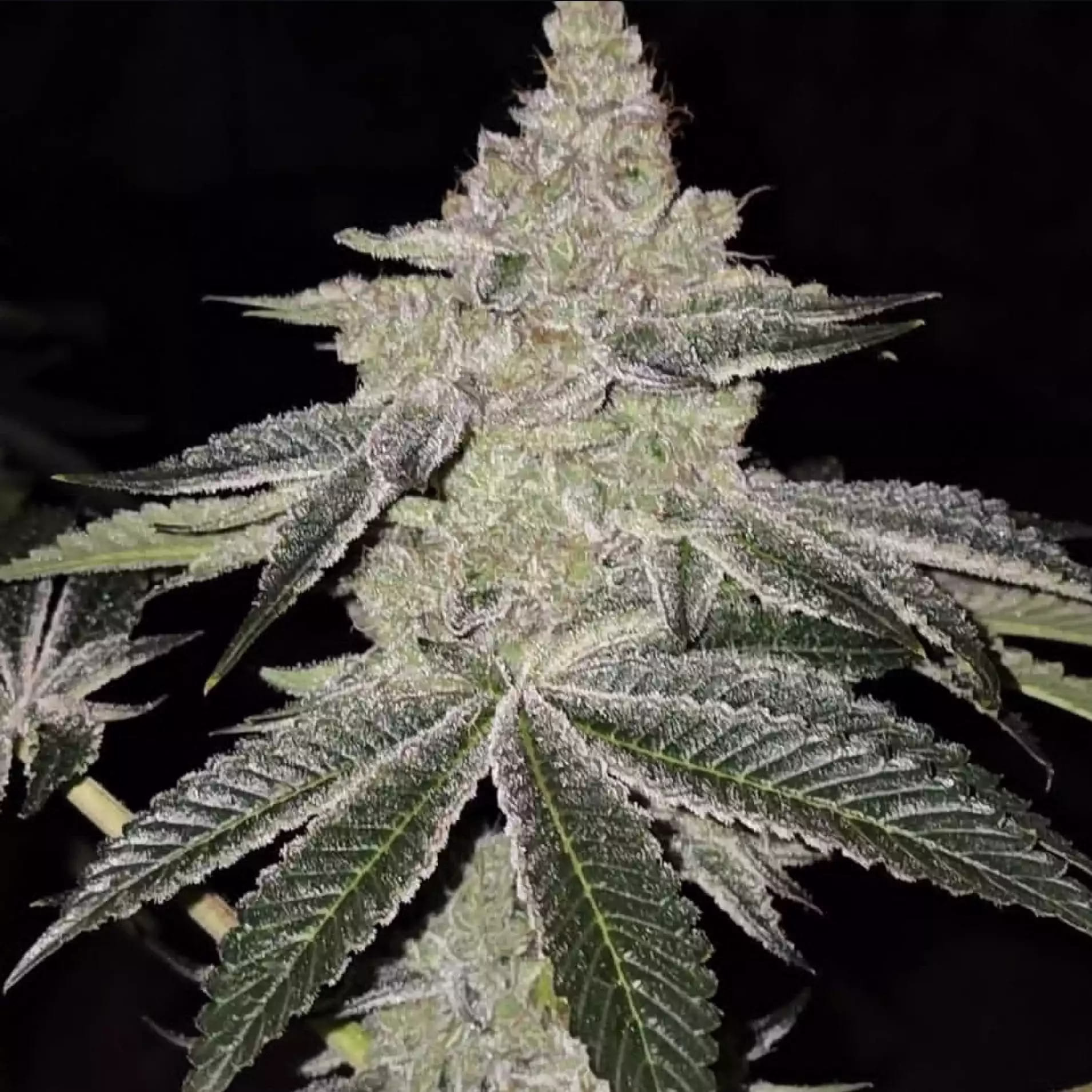 Chama R1 feminized cannabis seeds by Ethos Genetics, Lemon Cherry Pie x Martian Candy OG, 5-pack