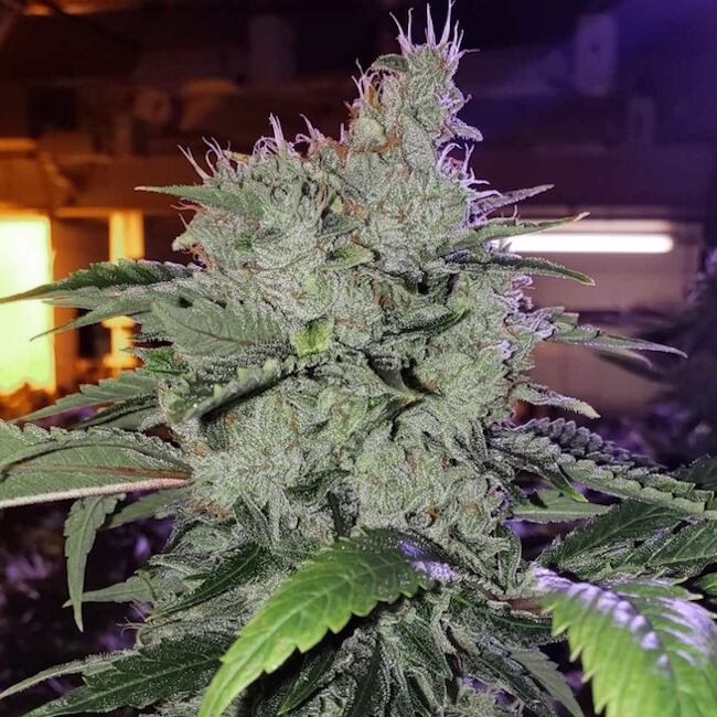 Chem Funk R1 feminized cannabis seeds by Ethos Genetics, Chem '91 SK VA (clone only) x Tahoe OG, 5-pack