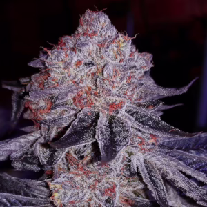 Cherry Gar-See-Ya R1 feminized cannabis seeds by Ethos Genetics, Black Cherry Soda x Cherry Maduro x Mandarin Sunset, 5-pack