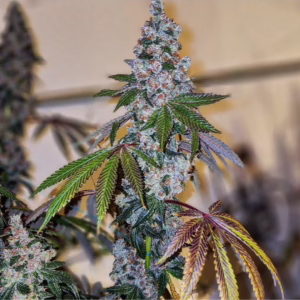 Cherry Pie OG S1 feminized cannabis seeds by Ethos Genetics, Cherry Pie OG x Cherry Pie OG, 5-pack
